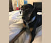 Coco, a German Shepherd Dog and Coonhound mix tested with EmbarkVet.com