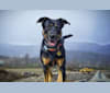 Loki • Sylvalo's Mischief Managed, a German Shepherd Dog and Rottweiler mix tested with EmbarkVet.com
