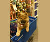 Photo of Satchmo, a Chow Chow  in Estacada, OR, USA