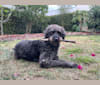 Leo, a Poodle (Standard) and Beagle mix tested with EmbarkVet.com