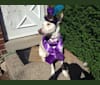 Mira, a German Shepherd Dog and Labrador Retriever mix tested with EmbarkVet.com