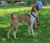 Thor, a Boston Terrier and Siberian Husky mix tested with EmbarkVet.com