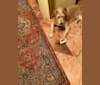 Atticus, a Labrador Retriever and American Pit Bull Terrier mix tested with EmbarkVet.com