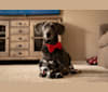 Riley, a Labrador Retriever and Dachshund mix tested with EmbarkVet.com