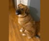 Brody, a German Shepherd Dog and Boxer mix tested with EmbarkVet.com