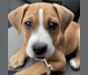 Miss Twiggy Nutkin, a Boxer and Labrador Retriever mix tested with EmbarkVet.com