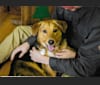 Clyde, a German Shepherd Dog and Alaskan Malamute mix tested with EmbarkVet.com