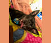 Davina, a Chihuahua and Rat Terrier mix tested with EmbarkVet.com