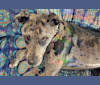 Thistle, a Bullmastiff and Mastiff mix tested with EmbarkVet.com