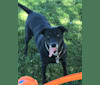 Maci, an American Pit Bull Terrier and Labrador Retriever mix tested with EmbarkVet.com