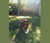 Photo of Jackson, an Australian Shepherd, American Pit Bull Terrier, American Bulldog, Rottweiler, and Labrador Retriever mix in Phoenix, Arizona, USA