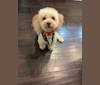 Photo of Charlie, a Pomeranian, Chihuahua, Maltese, Poodle (Small), and Mixed mix in California, USA