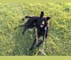 Wiley, a German Shepherd Dog and Labrador Retriever mix tested with EmbarkVet.com