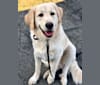 Walter, a Labrador Retriever and American Foxhound mix tested with EmbarkVet.com