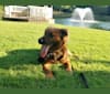 Chewbacca, an Australian Cattle Dog and Labrador Retriever mix tested with EmbarkVet.com