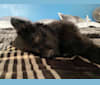 Taco, an Australian Cattle Dog and Labrador Retriever mix tested with EmbarkVet.com