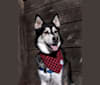 Max, a Siberian Husky and German Shepherd Dog mix tested with EmbarkVet.com