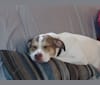 Wiley, a Staffordshire Terrier and Labrador Retriever mix tested with EmbarkVet.com