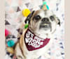 Photo of Pugsley, a Pug, Shih Tzu, Pekingese, and Russell-type Terrier mix in Elmvale, Ontario, Canada