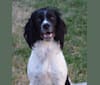 Rip, an English Springer Spaniel tested with EmbarkVet.com