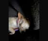 Fiona, a Chihuahua tested with EmbarkVet.com