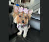 Belle, a Biewer Terrier tested with EmbarkVet.com