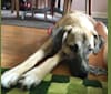 Agnes, a Boxer and German Shepherd Dog mix tested with EmbarkVet.com