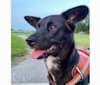 Clementine, a Labrador Retriever and Beagle mix tested with EmbarkVet.com