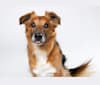Aiden, a Russell-type Terrier and Beagle mix tested with EmbarkVet.com