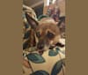 Dory, a Chihuahua and Dachshund mix tested with EmbarkVet.com