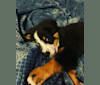 Lola, a Bernese Mountain Dog tested with EmbarkVet.com