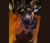 Photo of Indiana, a German Shepherd Dog, Mountain Cur, Chow Chow, and American English Coonhound mix in Newport, Tennessee, USA