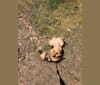 Zoey, a Rat Terrier and Siberian Husky mix tested with EmbarkVet.com