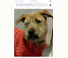 Ruckus, a Chinese Shar-Pei and German Shepherd Dog mix tested with EmbarkVet.com