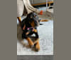 Tilly, a Black and Tan Coonhound tested with EmbarkVet.com