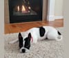 Rosey, a Boston Terrier and West Highland White Terrier mix tested with EmbarkVet.com