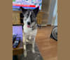 Bailey, an Armenian Gampr and German Shepherd Dog mix tested with EmbarkVet.com