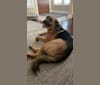Duke, a German Shepherd Dog and American Bulldog mix tested with EmbarkVet.com