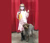 Photo of Lila, a Wirehaired Pointing Griffon  in Reidsville, NC, USA