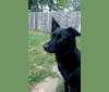 Rosie, a Labrador Retriever and Border Collie mix tested with EmbarkVet.com