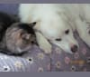 Photo of Yuki, a Great Pyrenees, Maremma Sheepdog, Kuvasz, and Mixed mix in Toronto, Ontario, Canada