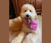 Photo of Zoey, a Goldendoodle  in Kissimmee, FL, USA