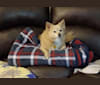 Piper, a Pomeranian and American Eskimo Dog mix tested with EmbarkVet.com