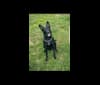 Koda, an Australian Cattle Dog and Labrador Retriever mix tested with EmbarkVet.com