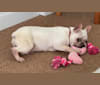 Opal, a French Bulldog and Pekingese mix tested with EmbarkVet.com