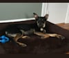 Django, a German Shepherd Dog and American Pit Bull Terrier mix tested with EmbarkVet.com