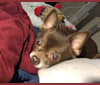 Cooper, a Chihuahua and Miniature Pinscher mix tested with EmbarkVet.com