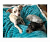 Addison, a Chihuahua and Rat Terrier mix tested with EmbarkVet.com