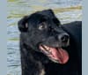 Roscoe, a Labrador Retriever and Border Collie mix tested with EmbarkVet.com