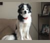 Moe, an American Eskimo Dog and Lhasa Apso mix tested with EmbarkVet.com